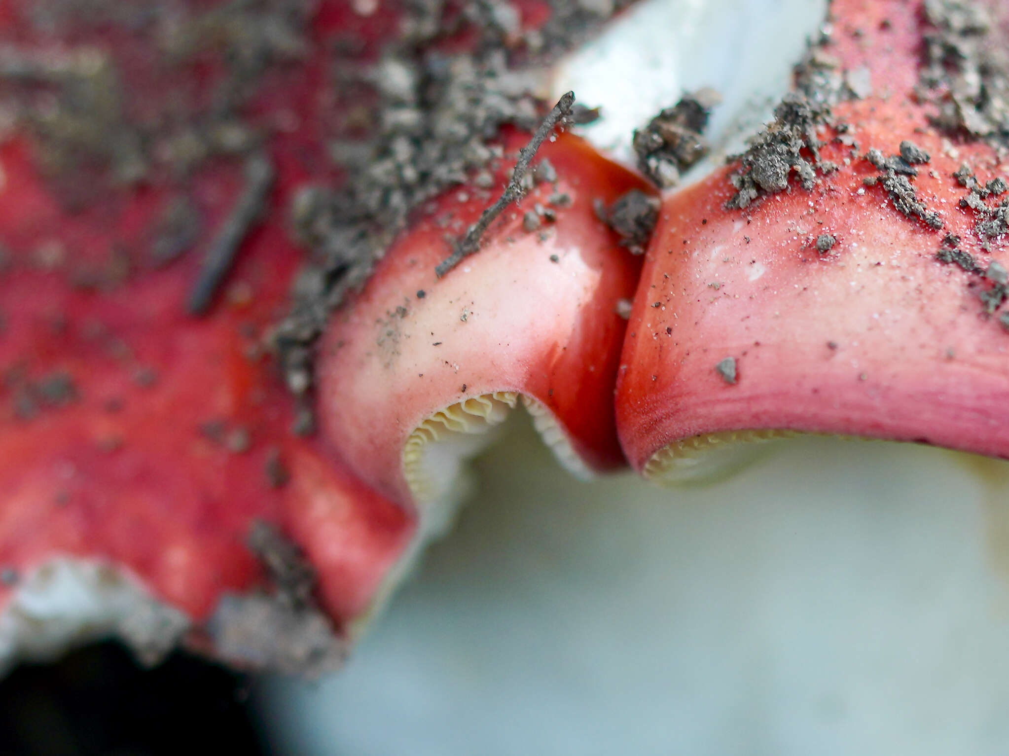 Image of Russula americana Singer 1940