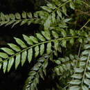 Image of Holly-Leaf Fringed Fern