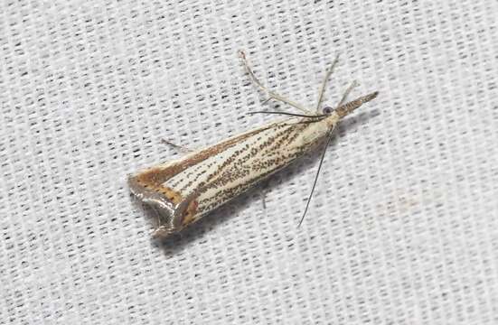 Image of Agriphila costalipartella