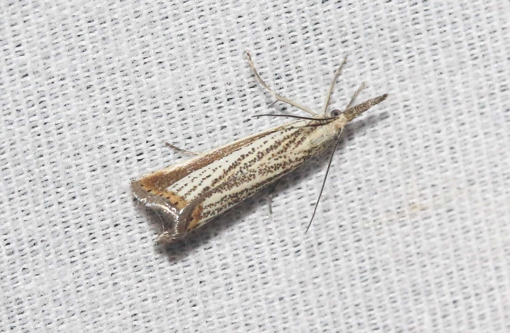 Слика од Agriphila costalipartella