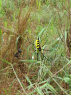 صورة Trichonephila turneri (Blackwall 1833)