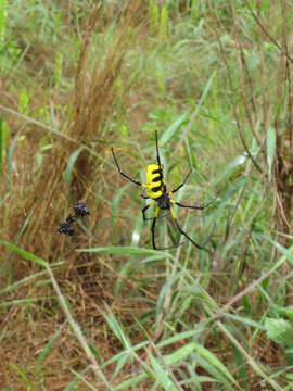 Image of Trichonephila turneri (Blackwall 1833)