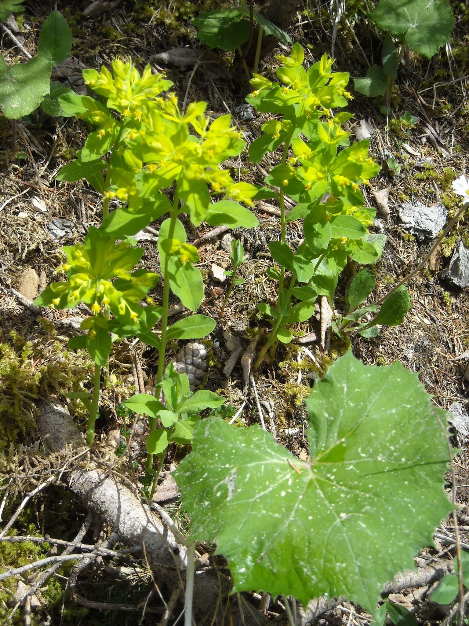 Image of Euphorbia carniolica Jacq.