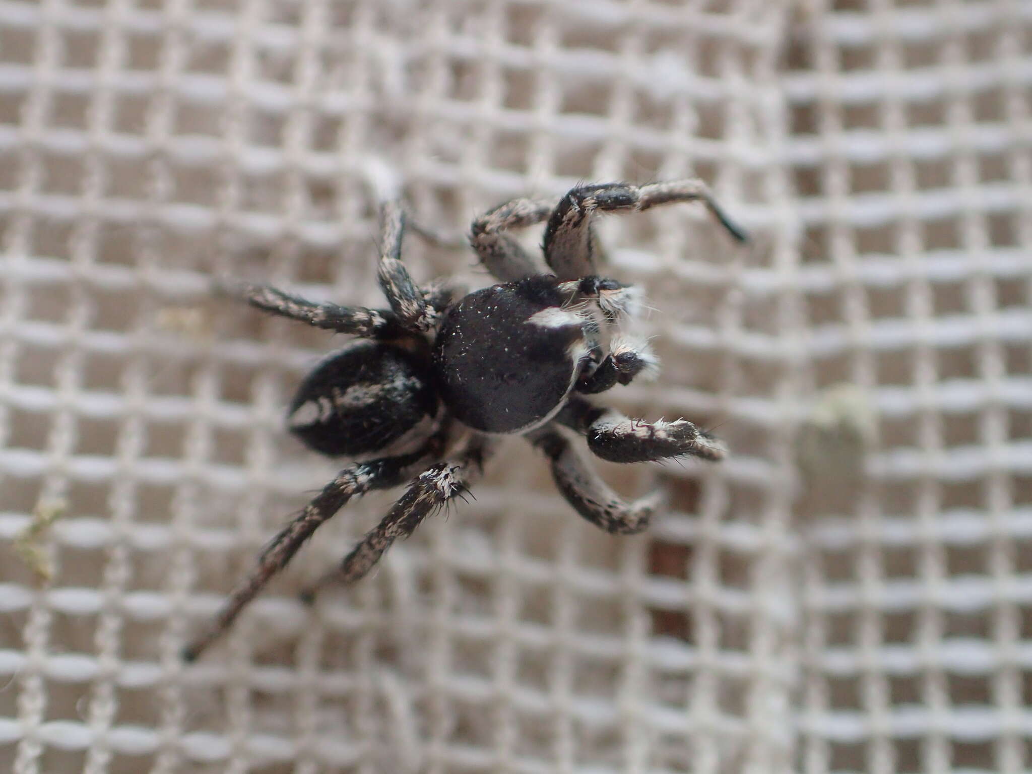 Image of Habronattus sansoni (Emerton 1915)