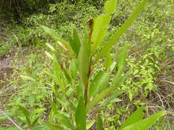 Image of Quassia bidwillii (Hook. fil.) Nooteboom