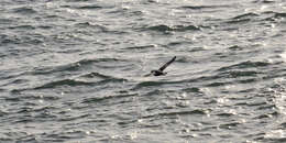 Image of Fulmar