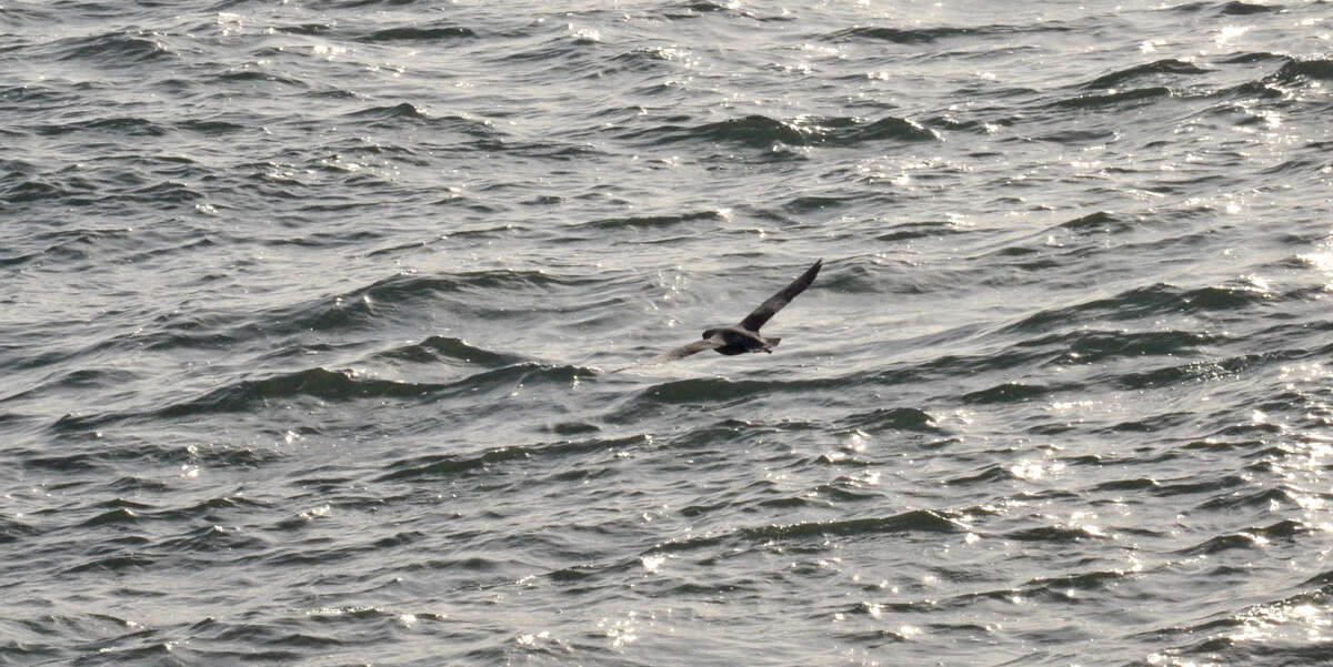 Image of Fulmar