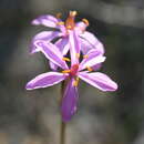 Image of Burchardia rosea Keighery