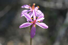 Image of Burchardia rosea Keighery