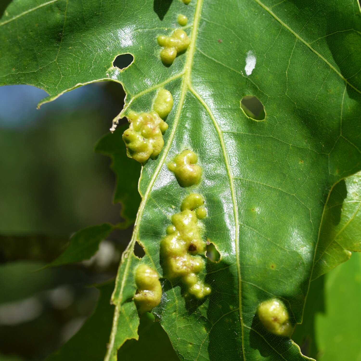 Image of Melikaiella ostensackeni Pujade-Villar 2014