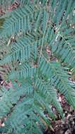 Image of Borneo Golden Fern