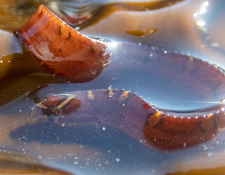 Image of Bracketed blenny