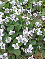 Image of Viola sororia f. priceana (Pollard) Cooperr.