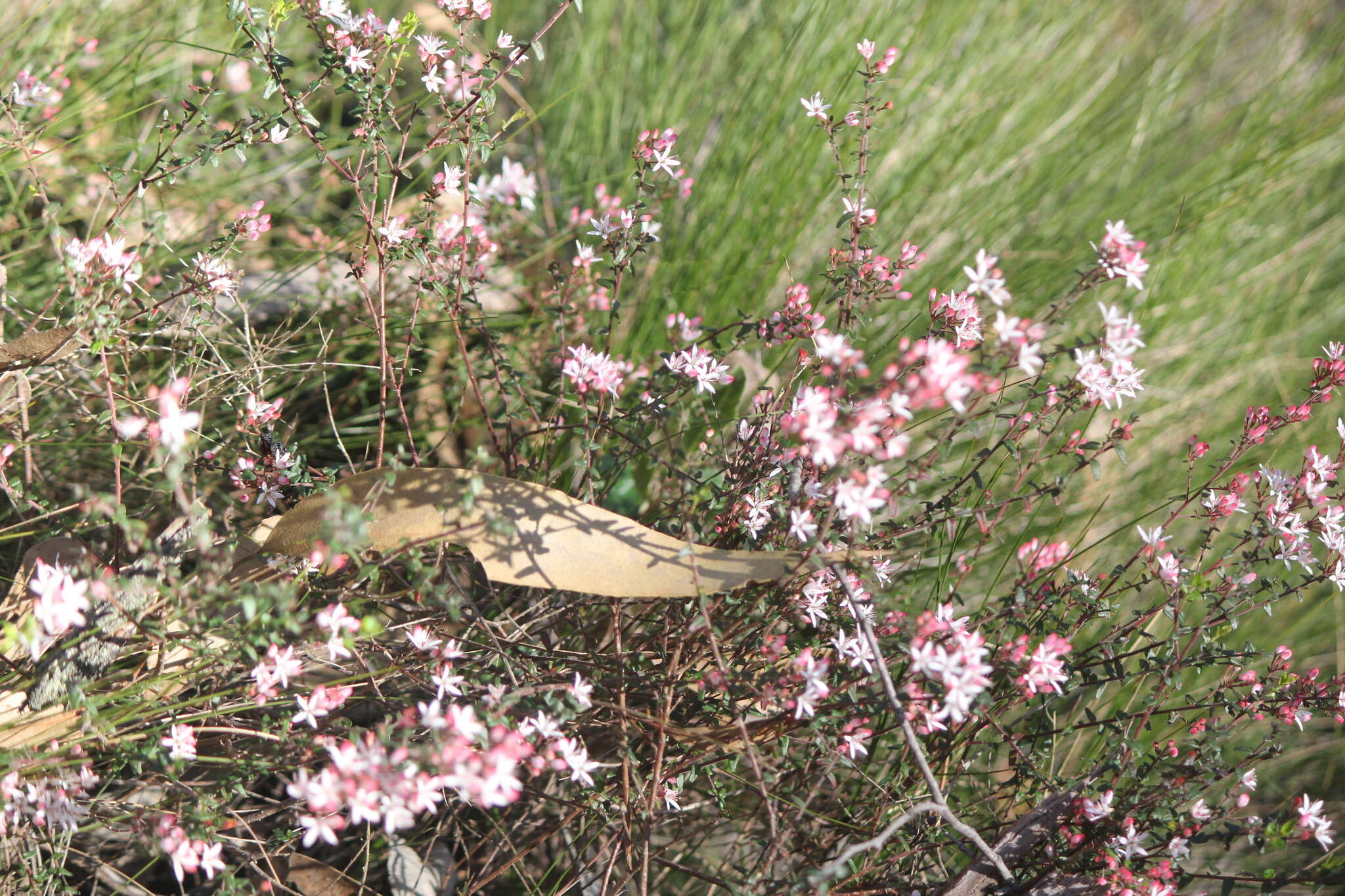 Image of Leionema hillebrandii (J. H. Willis) Paul G. Wilson