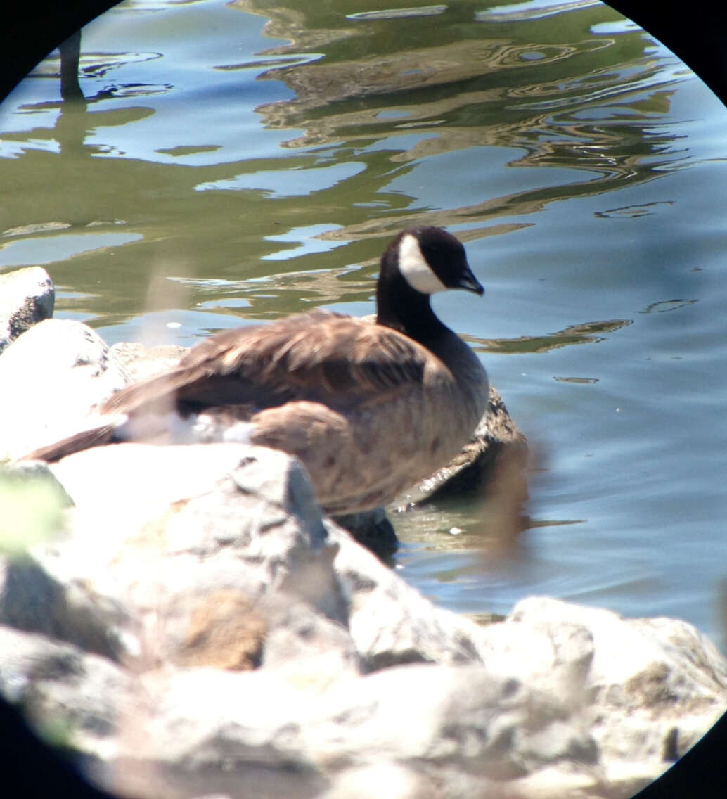 Plancia ëd Branta hutchinsii (Richardson 1832)