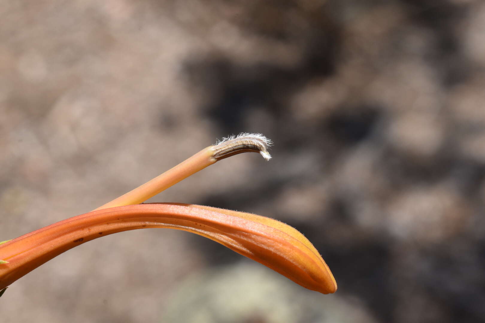 Слика од Lobelia excelsa Bonpl.