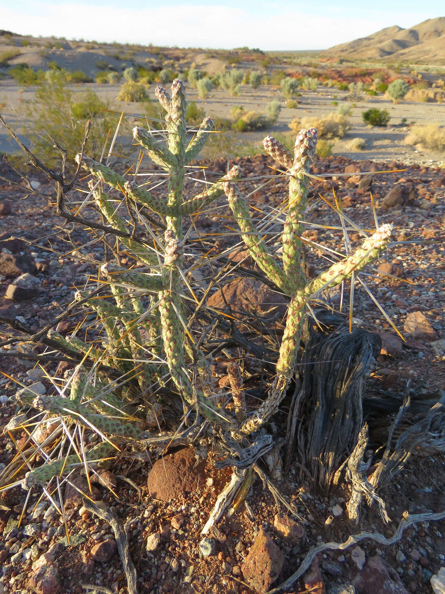 Imagem de Cylindropuntia ramosissima (Engelm.) F. M. Knuth