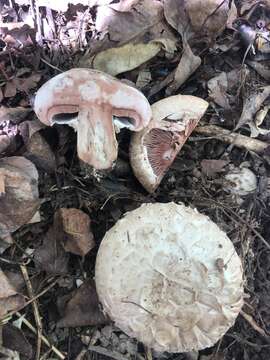 Слика од Agaricus subfloccosus (J. E. Lange) Hlaváček 1951