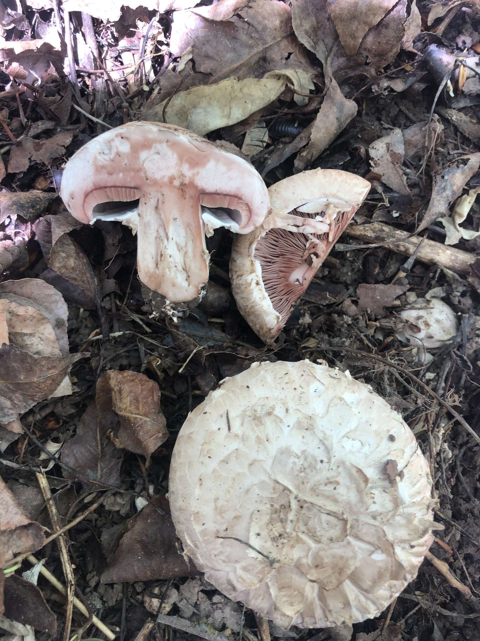 Imagem de Agaricus subfloccosus (J. E. Lange) Hlaváček 1951