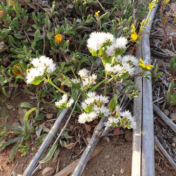 Imagem de Limonium thouinii (Viv.) O. Kuntze