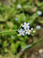 Sivun Myosotis stolonifera (DC.) Leresche & Levier kuva