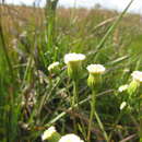 Plancia ëd Erigeron retirensis (Cabrera)