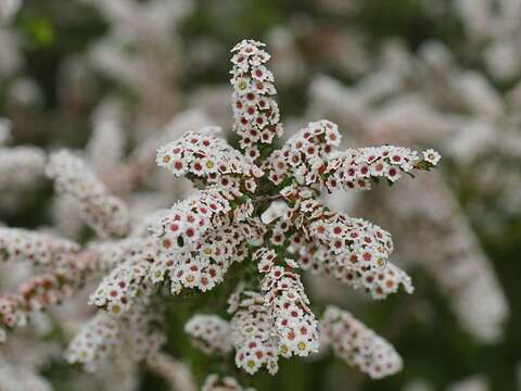 Thryptomene calycina (Lindley) Stapf resmi