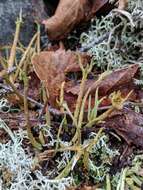 Слика од Cladonia maxima (Asahina) Ahti