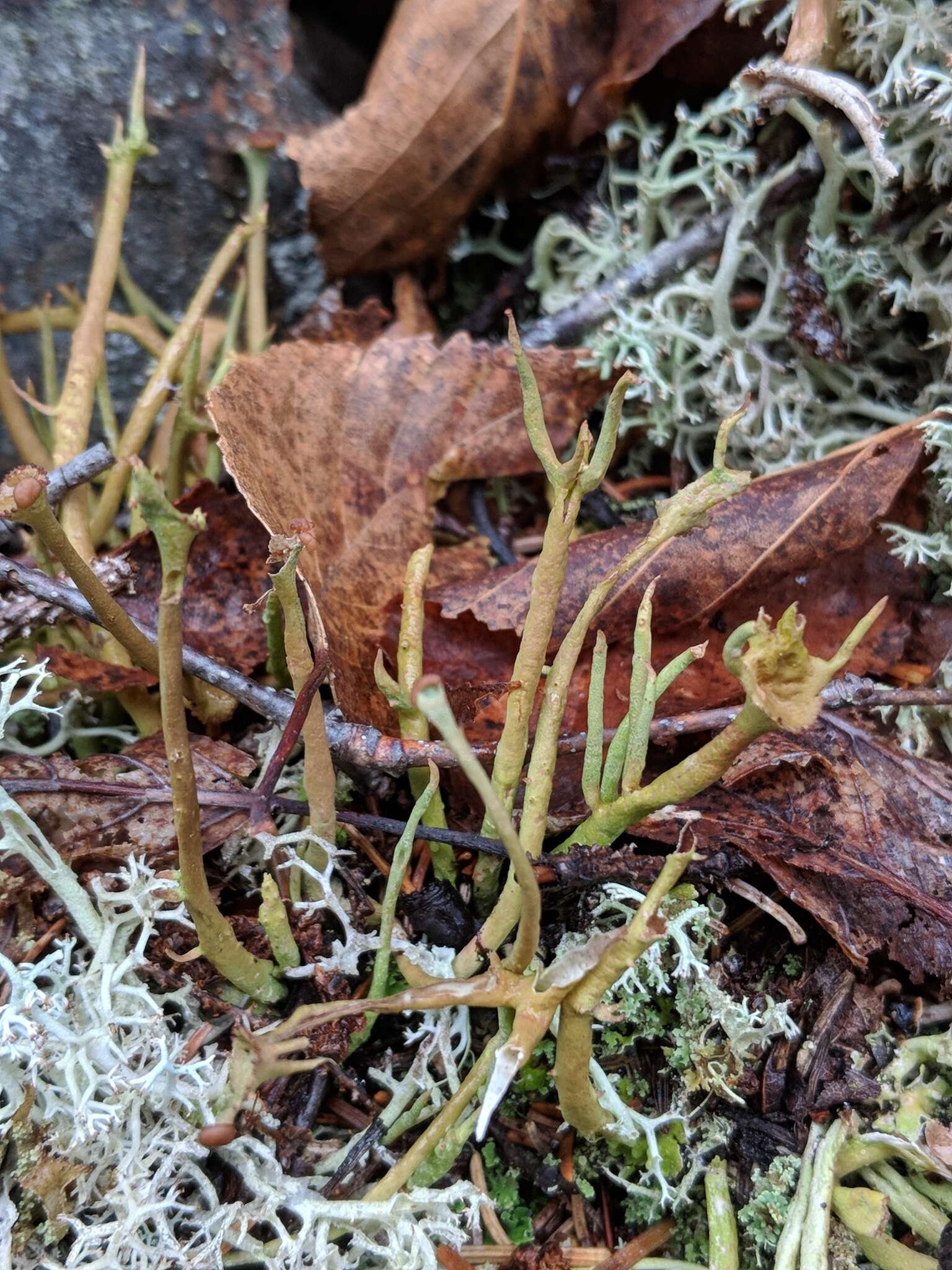 Слика од Cladonia maxima (Asahina) Ahti