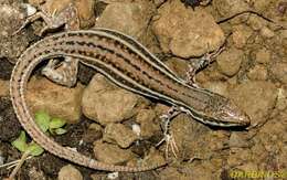 Image of Miles Wall Lizard