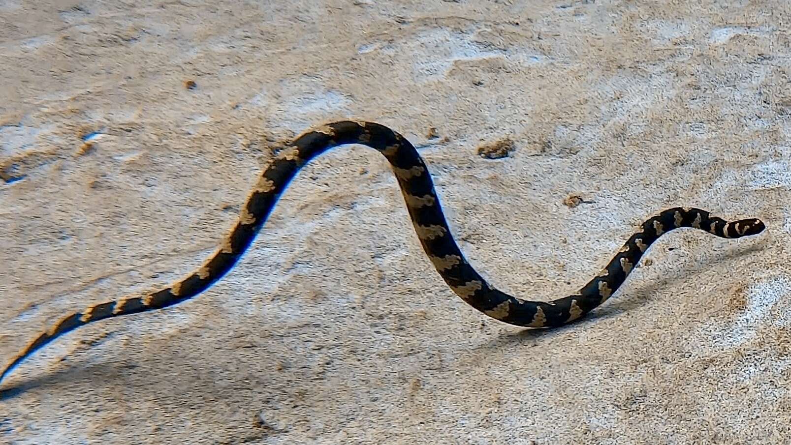 Image of Turtlehead Sea Snakes