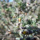 Image de <i>Helichrysum <i>asperum</i></i> var. asperum