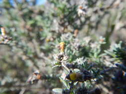 Image of <i>Helichrysum <i>asperum</i></i> var. asperum