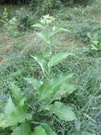 Inula helenium L. resmi