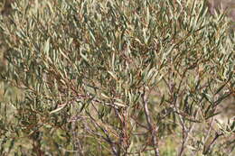 Image of Acacia hakeoides A. Cunn. ex Benth.