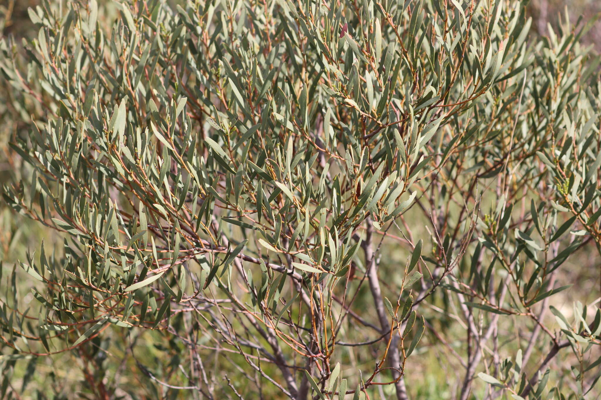 Image of Acacia hakeoides A. Cunn. ex Benth.