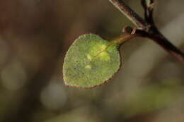 Image of Coprosma tenuicaulis Hook. fil.