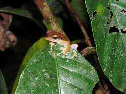 Image of Bongao tree frog