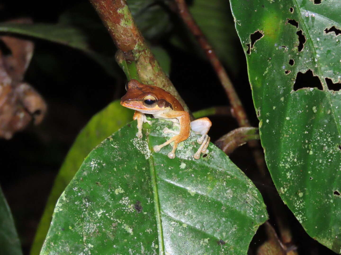 Image of Bongao tree frog