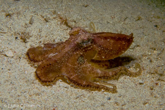 Image of Amphioctopus siamensis (Nateewathana & Norman 1999)