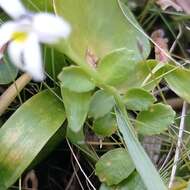 Image of Lobelia hederacea Cham.