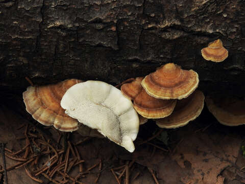 Image of Trametes ochracea (Pers.) Gilb. & Ryvarden 1987