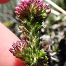 Image of Metalasia phillipsii subsp. incurva (Pillans) Karis