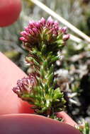 Image of Metalasia phillipsii subsp. incurva (Pillans) Karis