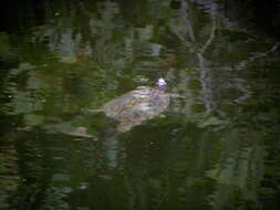 Image of Texas Map Turtle