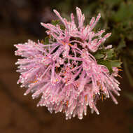 Imagem de Isopogon baxteri R. Br.