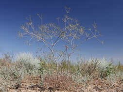 Image of Eriosynaphe longifolia (Fisch. ex Spreng.) DC.