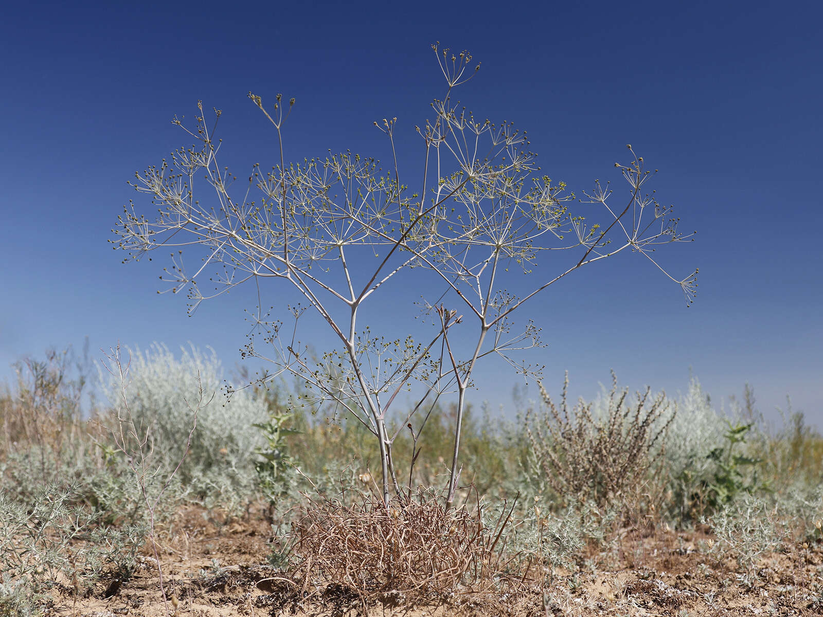 Image of Eriosynaphe longifolia (Fisch. ex Spreng.) DC.