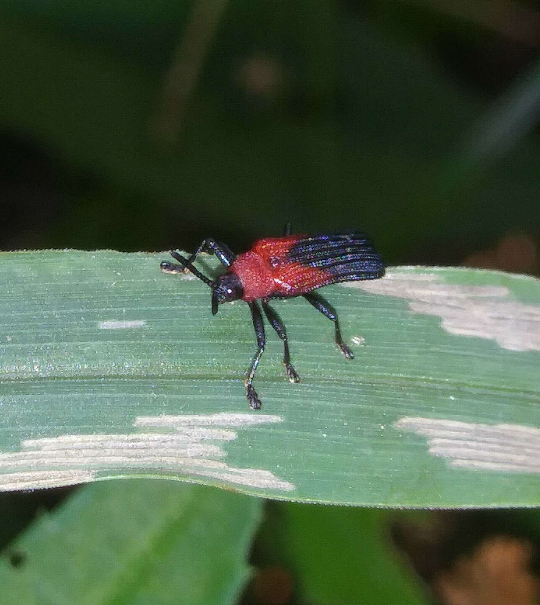 Plancia ëd Chalepus sanguinicollis (Linnaeus 1771)