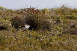 Image of Black Harrier